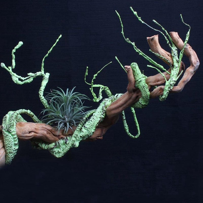 Lizard Chameleon Reptile Box