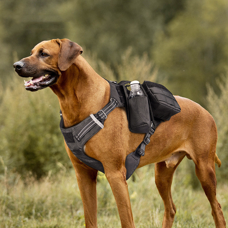 Pet Walking Dog Leash