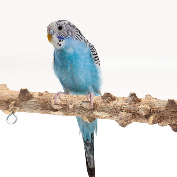 Bird Playground Wood Frame
