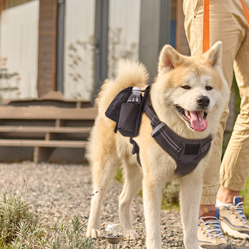 Pet Walking Dog Leash