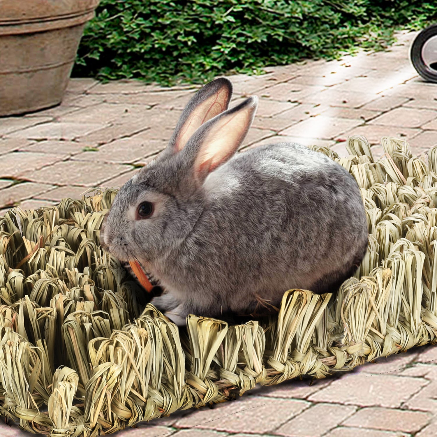 Totoro Guinea Pig Simulated Grass