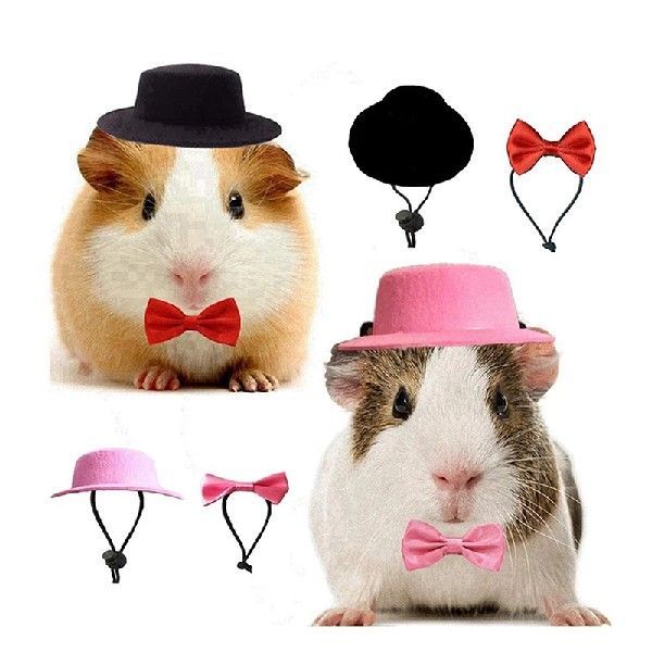 Rabbit Guinea Pig Hamster Totoro