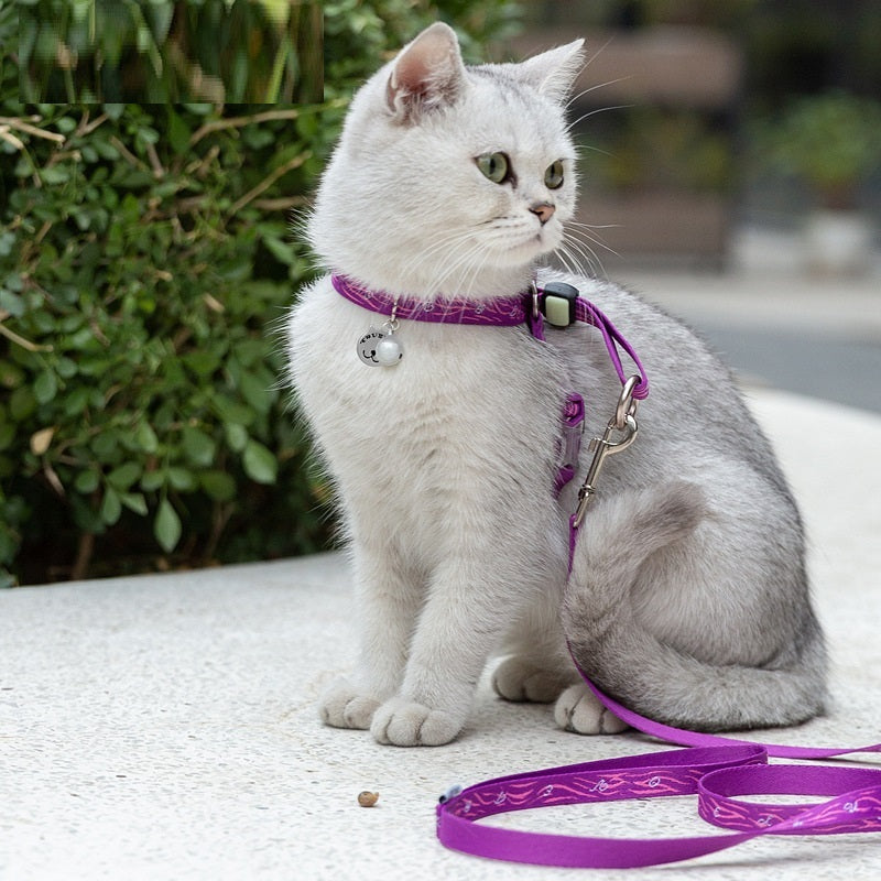 Pet Teddy Leash